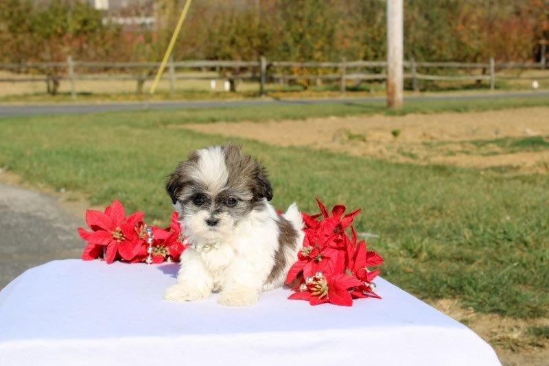 puppy, for, sale, Mal - Shi, Matthew B. Stoltzfus, dog, breeder, Gap, PA, dog-breeder, puppy-for-sale, forsale, nearby, find, puppyfind, locator, puppylocator, aca